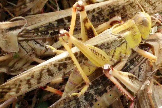 满族的传统节日