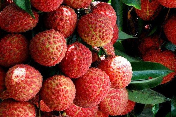 白糖罂和桂味区别