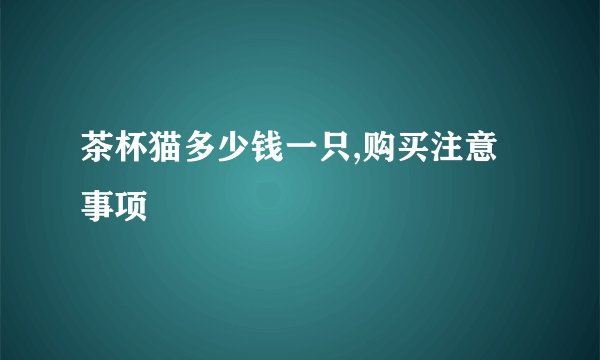 茶杯猫多少钱一只,购买注意事项