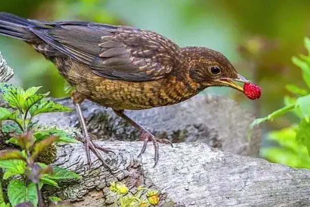 种子传播方法10种