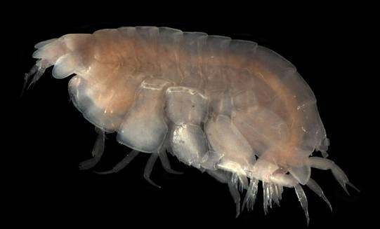 海里有水蚤吗？