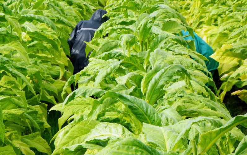 大量种植烟草会导致什么