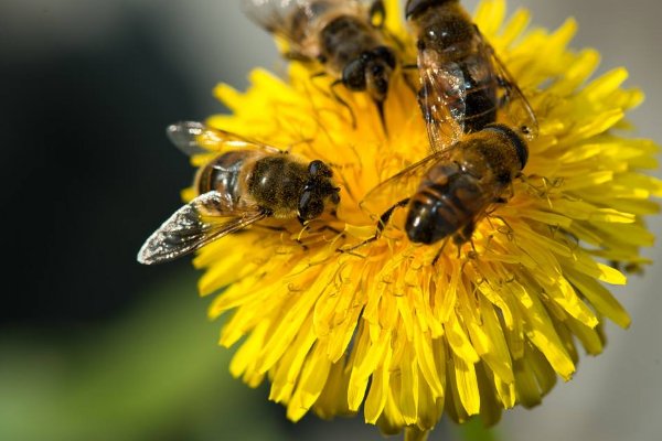 蜜蜂形容什么样的人？