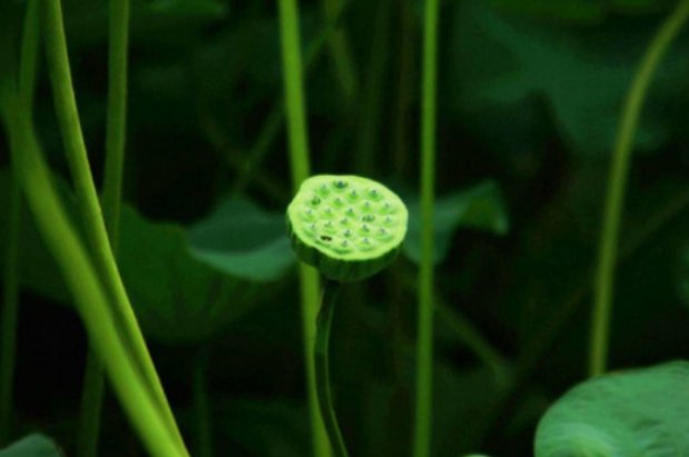 种子传播方法10种