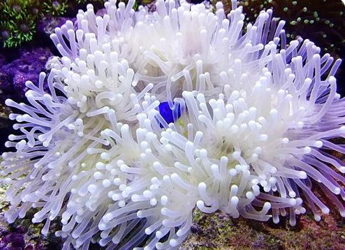 猜一猜：以下哪种海洋动物的寿命更长？