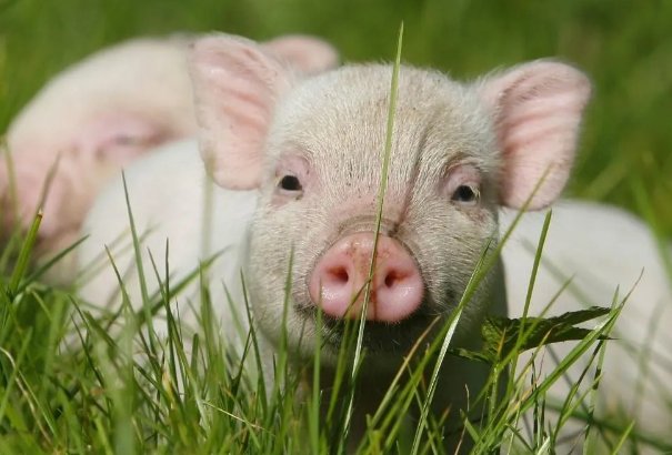 故家子弟是什么意思生肖