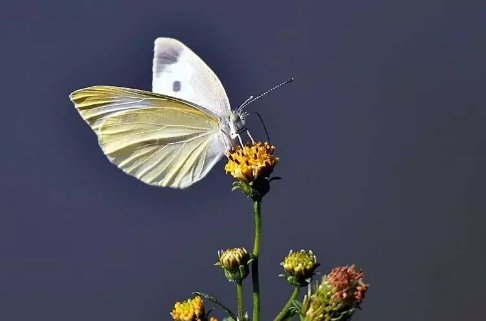 白蝴蝶代表什么意思？