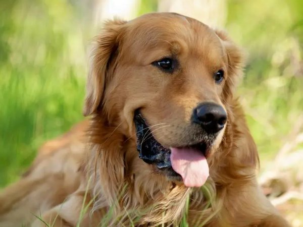 女人为什么不能养金毛