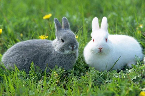 地地道道是什么生肖