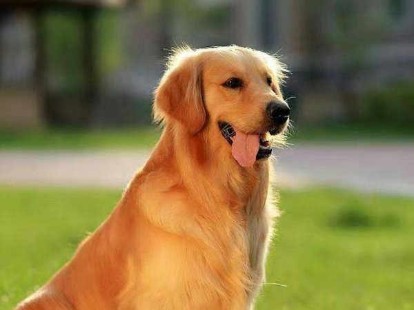 女人为什么不能养金毛