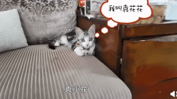 袁花花是谁的猫？