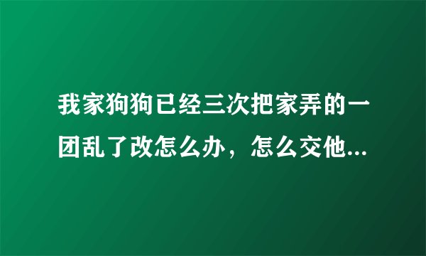 我家狗狗已经三次把家弄的一团乱了改怎么办，怎么交他们！我家还是两只大狗，金毛和萨摩耶！都是弟弟！