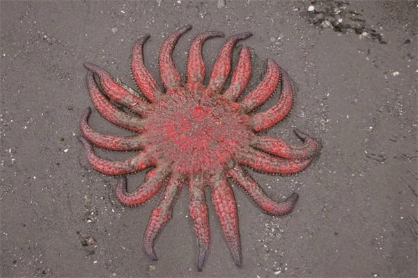 韩国汉江“水怪”被证实是浮标，为何不明生物都很模糊？