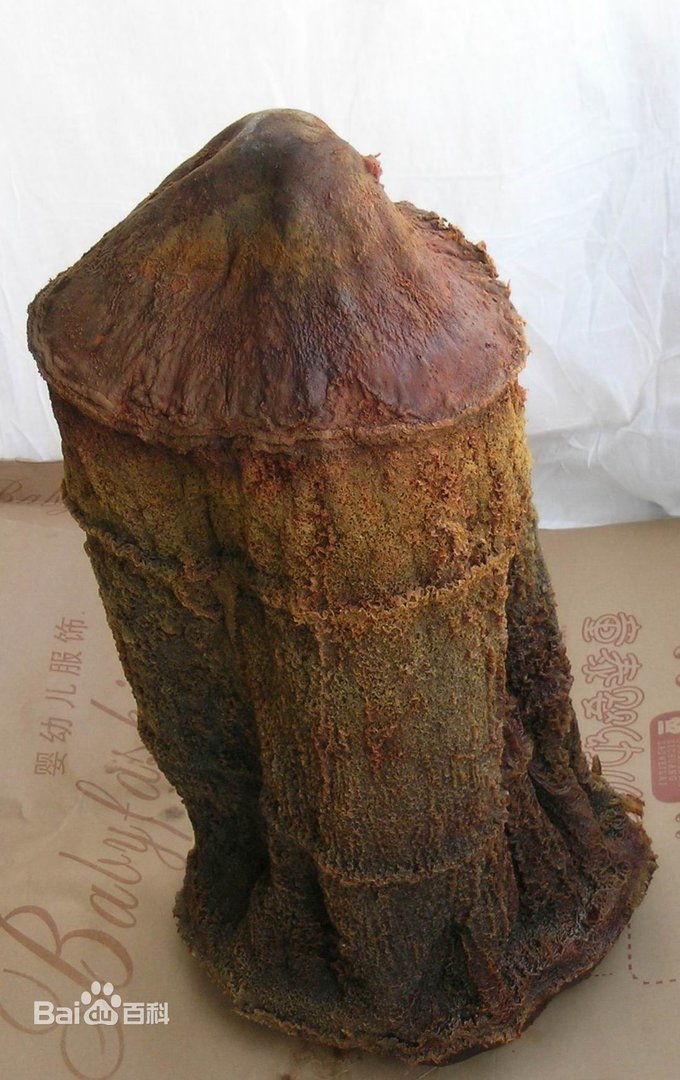 肉芫的相关介绍