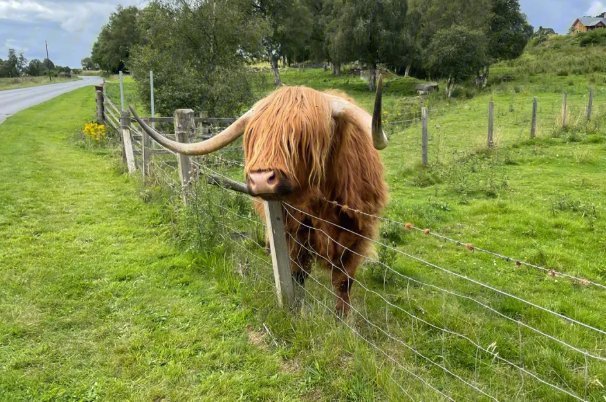 起居无时形容什么生肖和动物