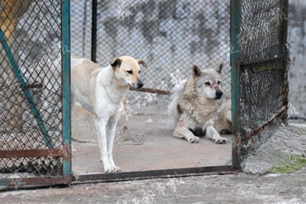 动物园以狗补狼的这种行为，动物园方是如何回应的？