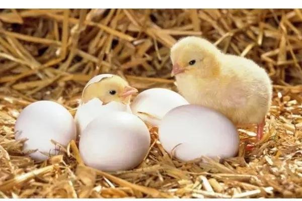 《写真地理》负责人被责令辞职，在其中发生了什么？