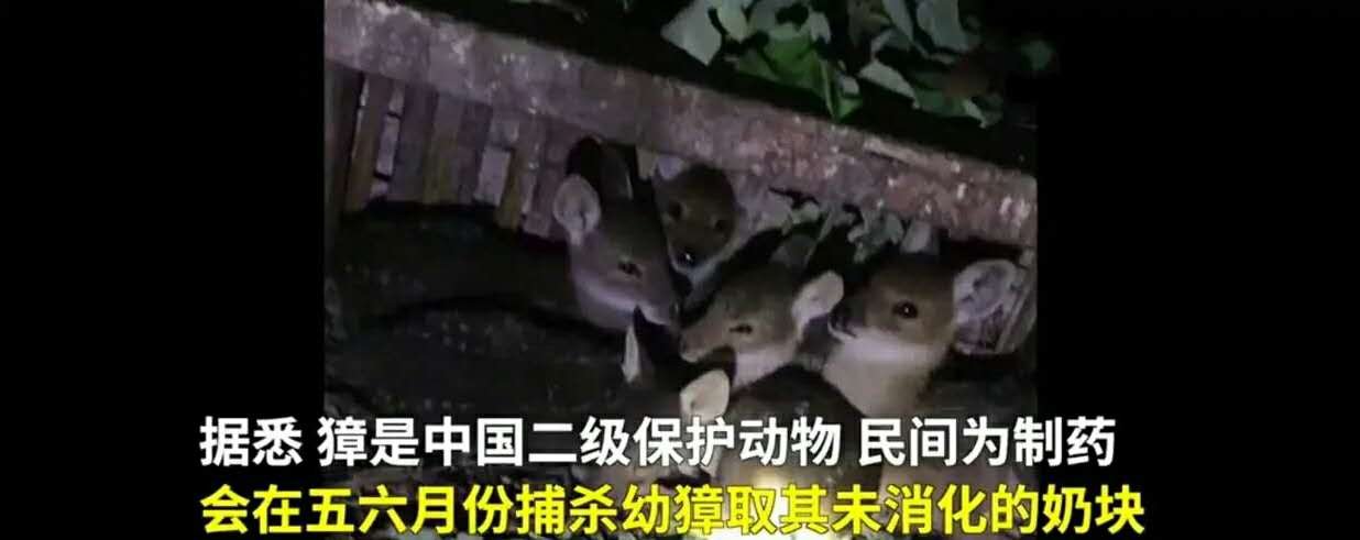 网曝二级保护动物獐被“活体取奶”，官方如何回应？