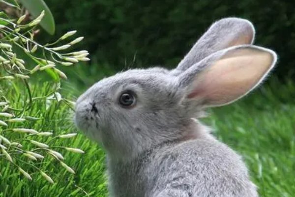 笔歌墨舞打一正确生肖