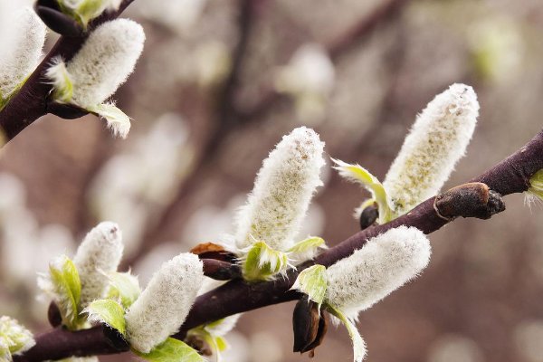 柳絮飘飞是几月