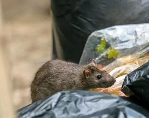 华南农大通报老鼠食堂爬行，哪些人都被问责了？