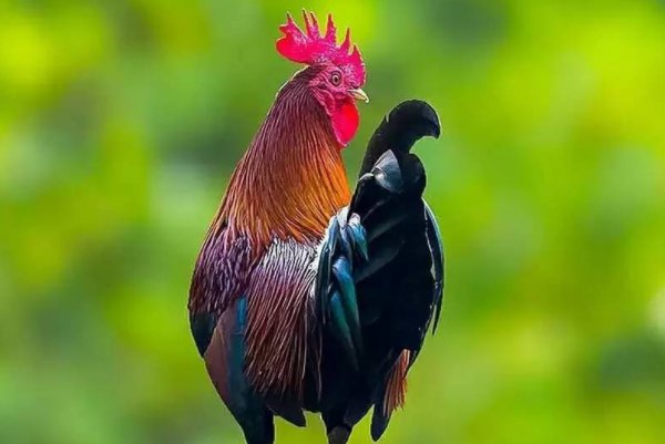 笔歌墨舞打一正确生肖