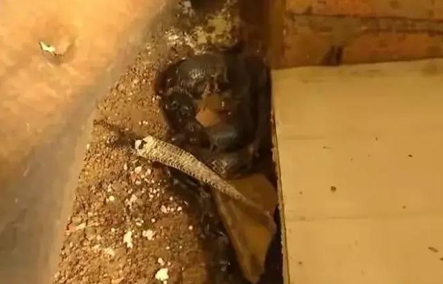 黑龙江一男子与蛇同睡一床3年，并称：习惯了！如果换做是你，你敢吗？