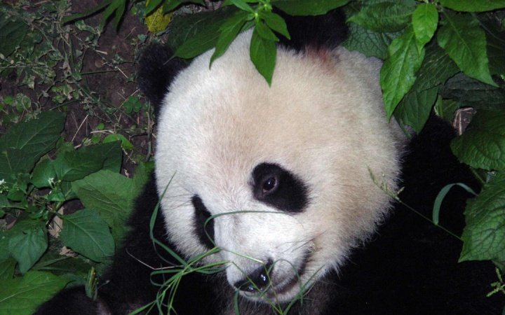 刚出生的熊猫宝宝是什么模样？也是黑白相间吗？