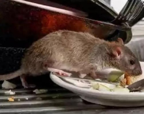 华南农大通报老鼠食堂爬行，哪些人都被问责了？