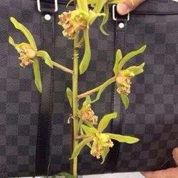 大狮草的药用价值