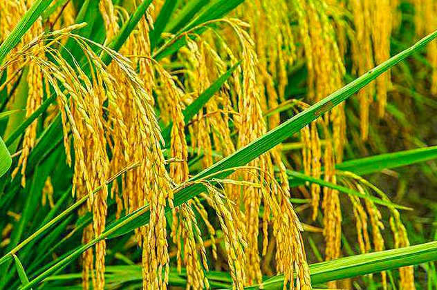 早稻是什么意思