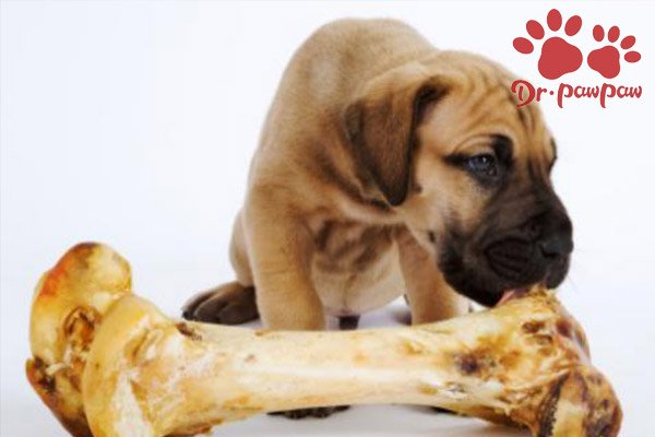 狗狗吃了骨头被卡住怎么办？要去医院吗？