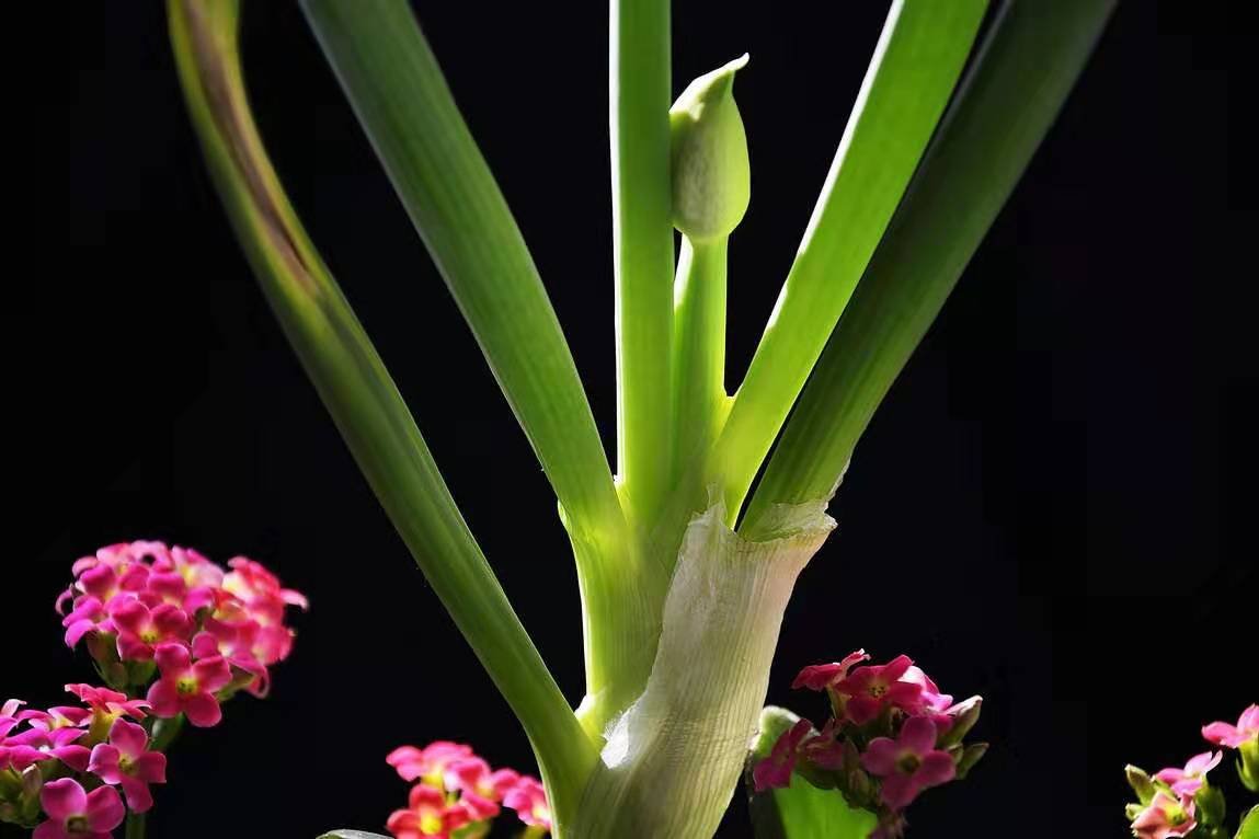 山东人为什么对“葱蒜”如此热爱？