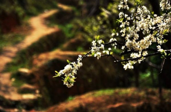 桃李成蹊的蹊是什么意思