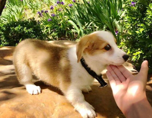 格洛米是什么意思？