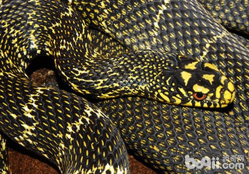 怎样才能养好大王蛇