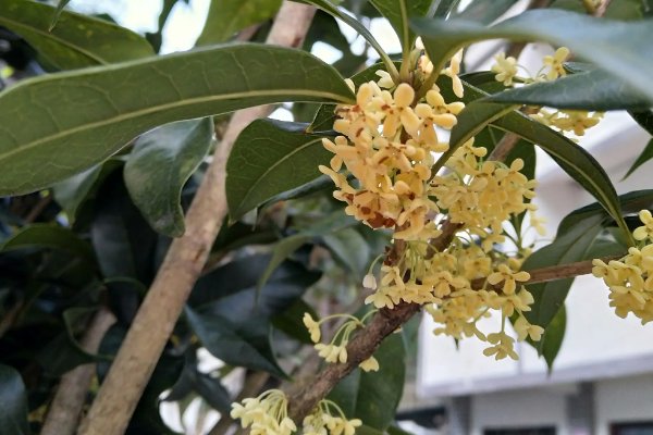 金桂花树的养殖方法和注意事项