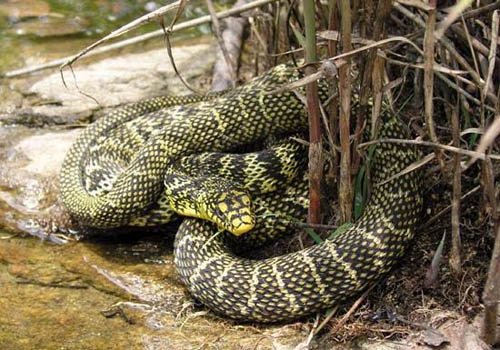 黑龙江一男子与蛇同睡一床3年，并称：习惯了！如果换做是你，你敢吗？