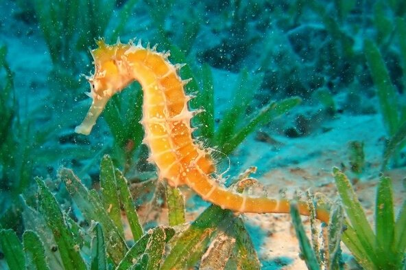 8月12日蚂蚁海洋答案：海马在海洋中的栖息地通常是？
