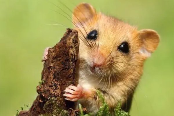 父母属鼠孩子属什么好