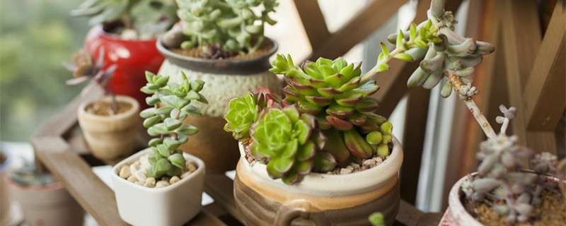 有哪些好看的多肉说说