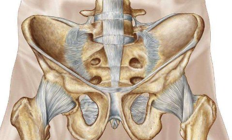 pubic是什么意思