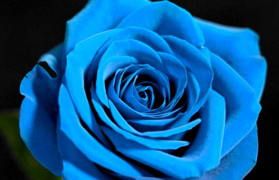 微电影“唯一的你”里面那个男生的蓝色玫瑰花怎么折的？