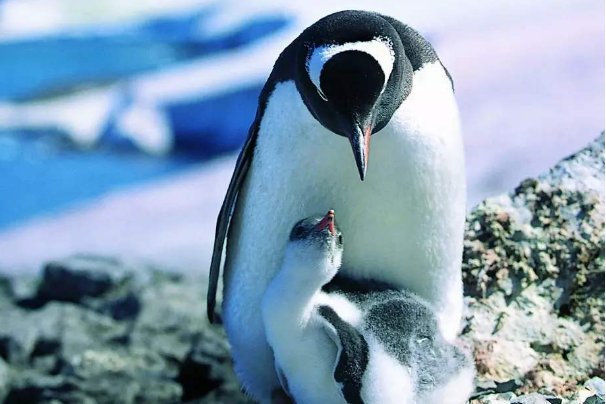 企鹅看起来只有脚，那它有没有腿和膝盖吗？