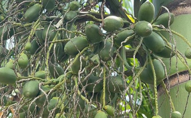 槟榔下架风波中的种植户该何去何从？他们造成的损失有多严重？