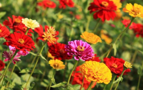 一朵孤芳自赏的花沉浸在自我欣赏之中修改病句