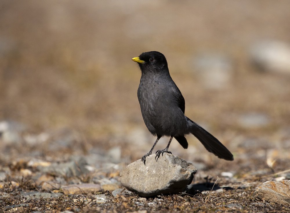 黑头噪鸦的介绍
