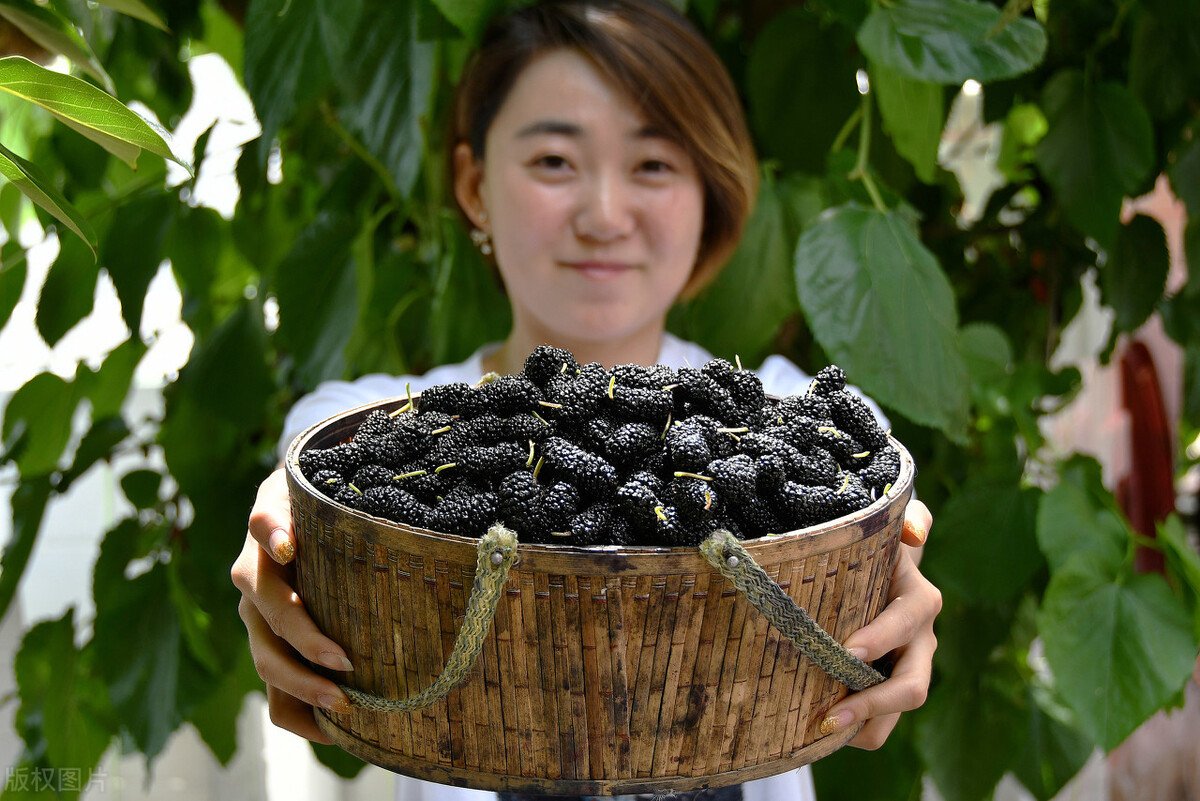 野生桑葚与人工桑葚有什么不同？