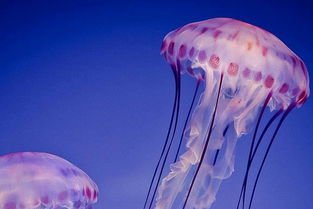 意大利海域遭水母入侵，你知道水母有毒吗？