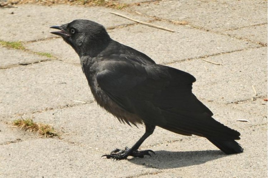 老鸹读音是什么意思